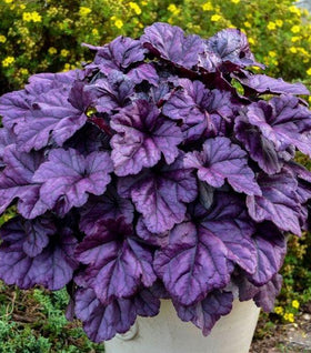 Dolce Wildberry Heuchera