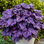 Dolce Wildberry Coral Bells showing large scalloped purple leaves in a container