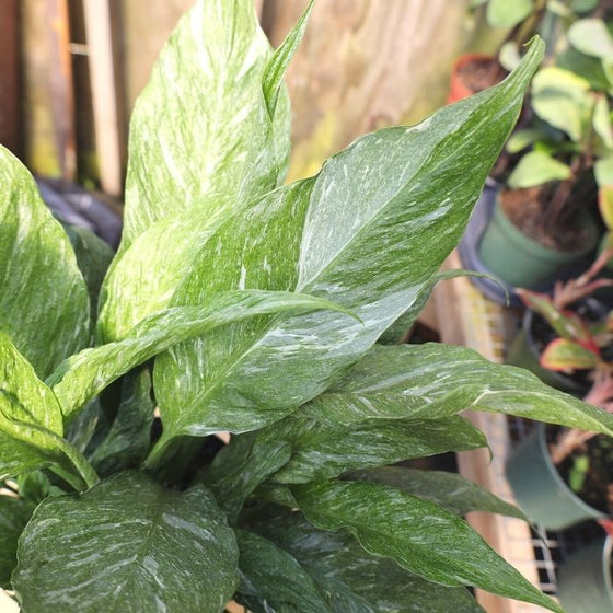 variegated foliage on domino variegated peace lily clean air plant