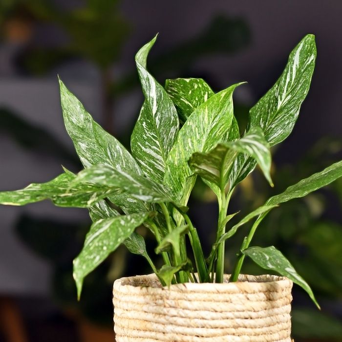 peace lily in spanish plant Domino Peace Lily for Sale