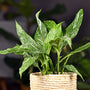 variegated foliage on peace lily indoor plant
