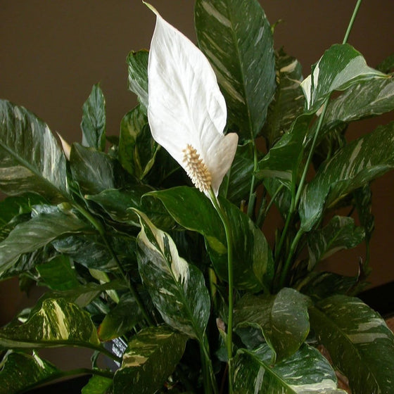 Domino Peace Lily Plants have dark green leaves that look like they've been painted with white brush strokes