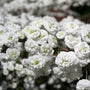 Close-up of Spiraea prunifolia Plena double white flowers blooming along bare spring stems