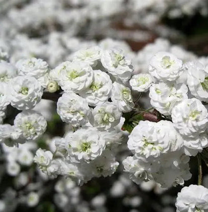 Close-up of Spiraea prunifolia Plena double white flowers blooming along bare spring stems