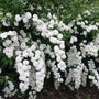 Double flowering Bridal Wreath Spirea showing cascading branches and green summer foliage