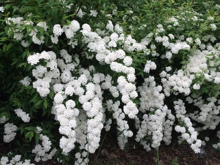 Double flowering Bridal Wreath Spirea showing cascading branches and green summer foliage
