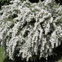 Arching Double Bridal Wreath Spirea shrub covered in pompom-like white blooms