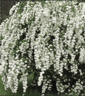 Double Bridal Wreath Spirea