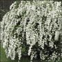 Double Bridal Wreath Spirea with arching branches covered in double white spring flowers