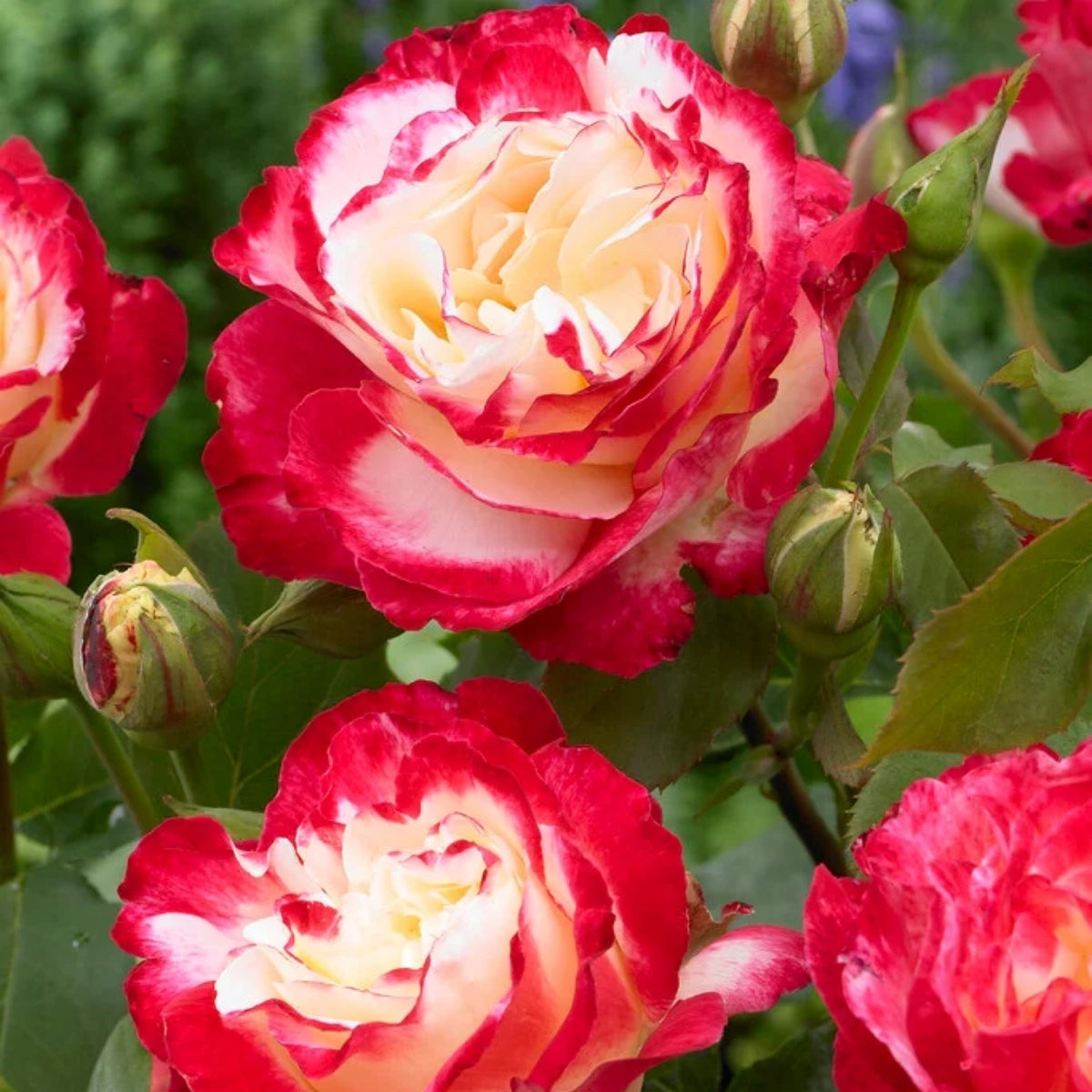 Double Delight Rose for Sale | Fragrant Red & White Hybrid Tea Rose