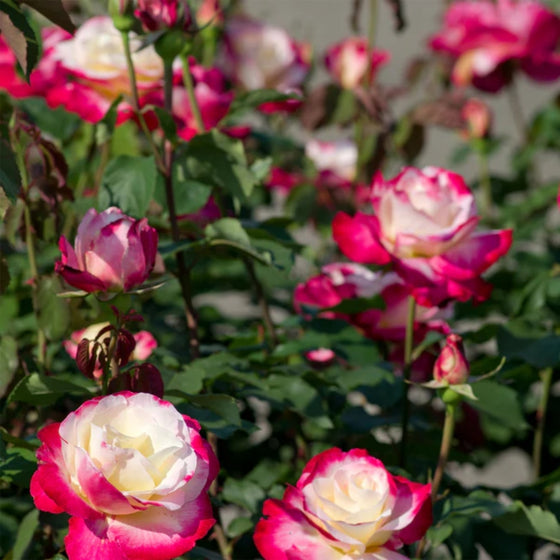 Double Delight rose shrub with upright canes and dark green leaves, repeat-blooming hybrid tea about 3–5 feet tall and wide