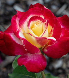 Double Delight Rose