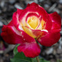 Close-up of Double Delight hybrid tea rose showing creamy white petals with red margins, high-centered bloom and rich fragrance