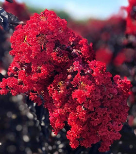 Double Dynamite Crape Myrtle