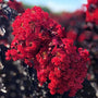 Double Dynamite Crape Myrtle Trees have intense Cherry red Flowers and dark Purple Leaves