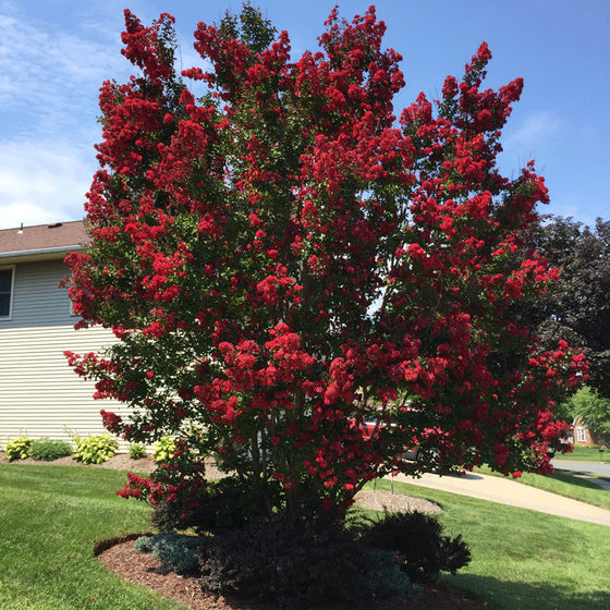 Red Flowering Double Dynamite Crape Myrtle tree with red flowers throughout