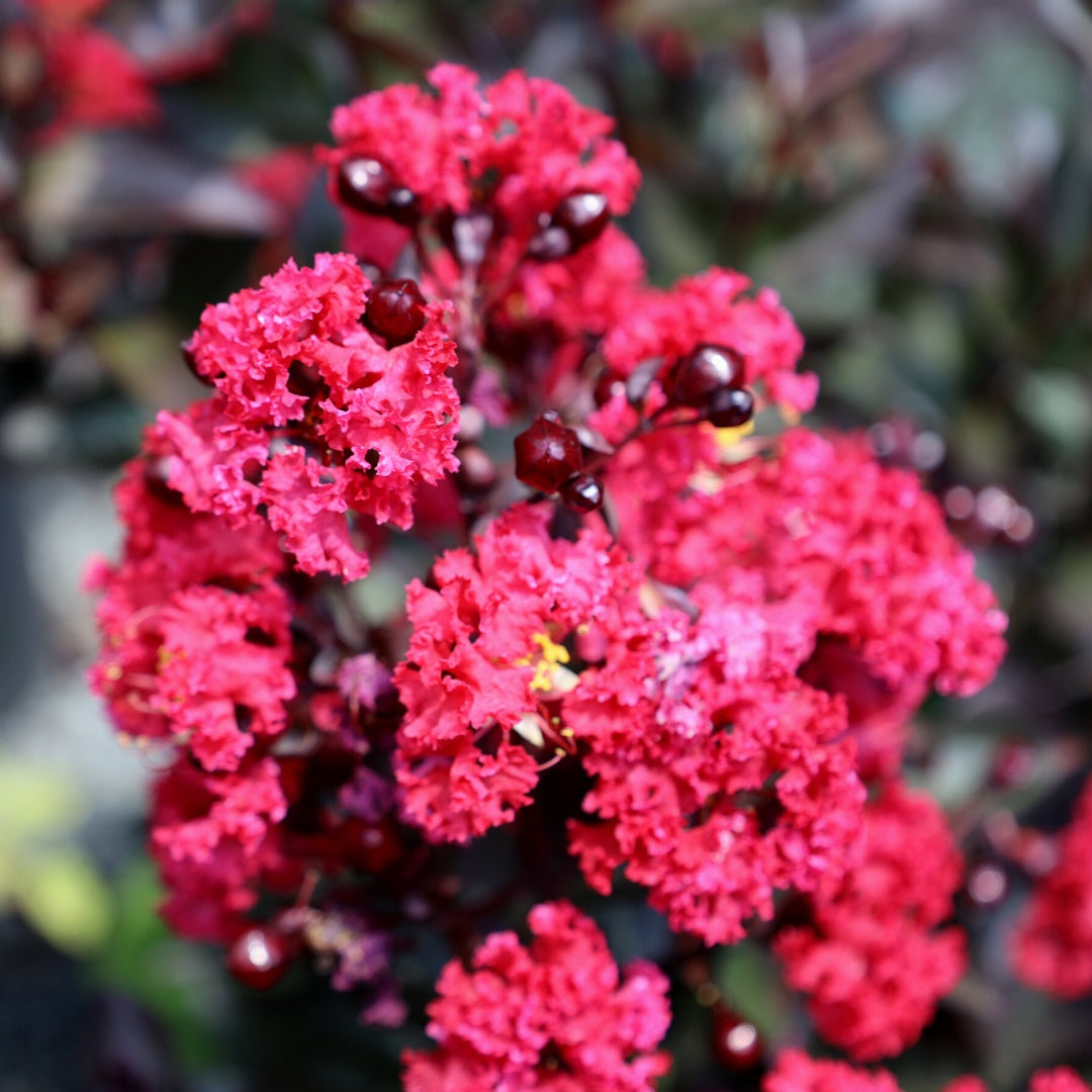 Crape Muyrtle Deepest Red Crape Myrtle