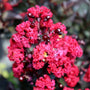 vibrant blooms on double dynamite crape myrtle