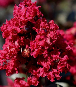 Double Feature® Crape Myrtle