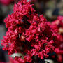 Close-up of Double Feature Crape Myrtle ruby-red flower clusters blooming in summer