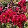 Close-up of Double Feature Crape Myrtle ruby-red flower clusters blooming in summer