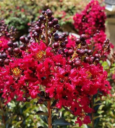 Close-up of Double Feature Crape Myrtle ruby-red flower clusters blooming in summer