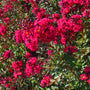 Semi-dwarf Double Feature Crape Myrtle used as a flowering hedge in full sun