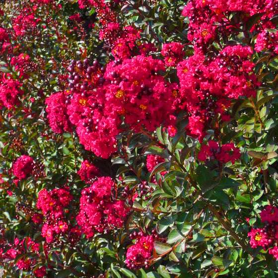 Semi-dwarf Double Feature Crape Myrtle used as a flowering hedge in full sun
