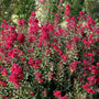 Reblooming red crape myrtle shrub planted near a sunny foundation bed