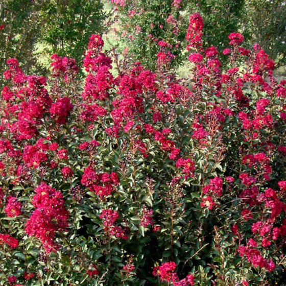 Reblooming red crape myrtle shrub planted near a sunny foundation bed