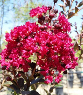 Double Feature Crape Myrtle