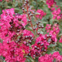 bright pink ruffle flower petals of Double Feature Crape Myrtle