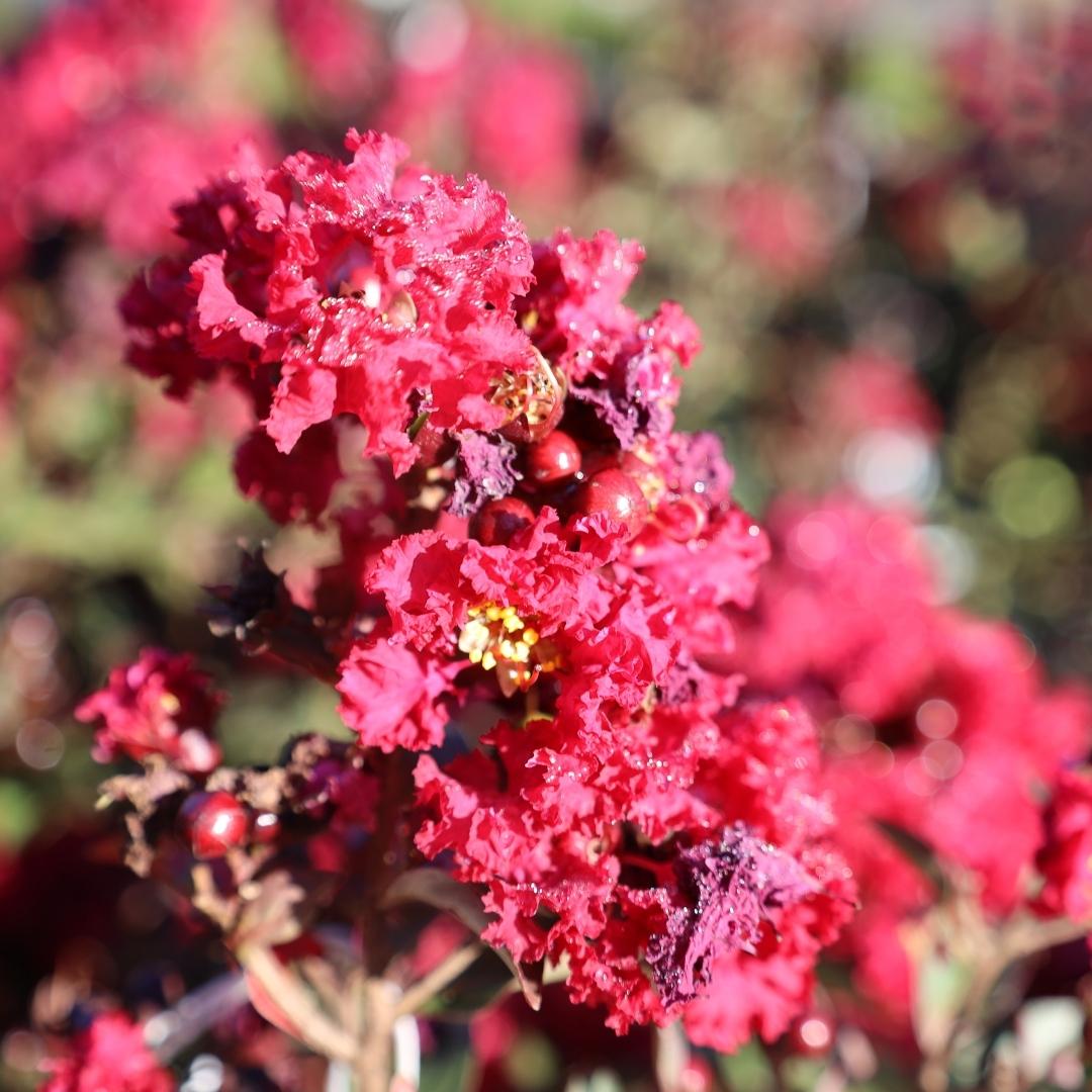 Double Feature Crape Myrtle for Sale Garden Goods Direct