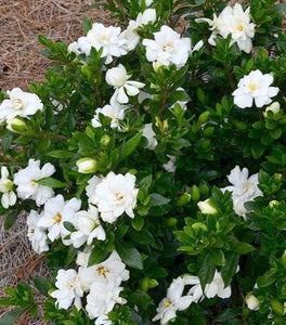 Double Mint Gardenia