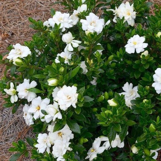 Double Mint Gardenia Shrubs for Sale | Garden Goods Direct