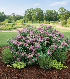 Double Play® Artisan® Spirea