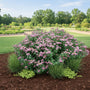 Double Play® Artisan® Spirea planted in a sunny flower bed