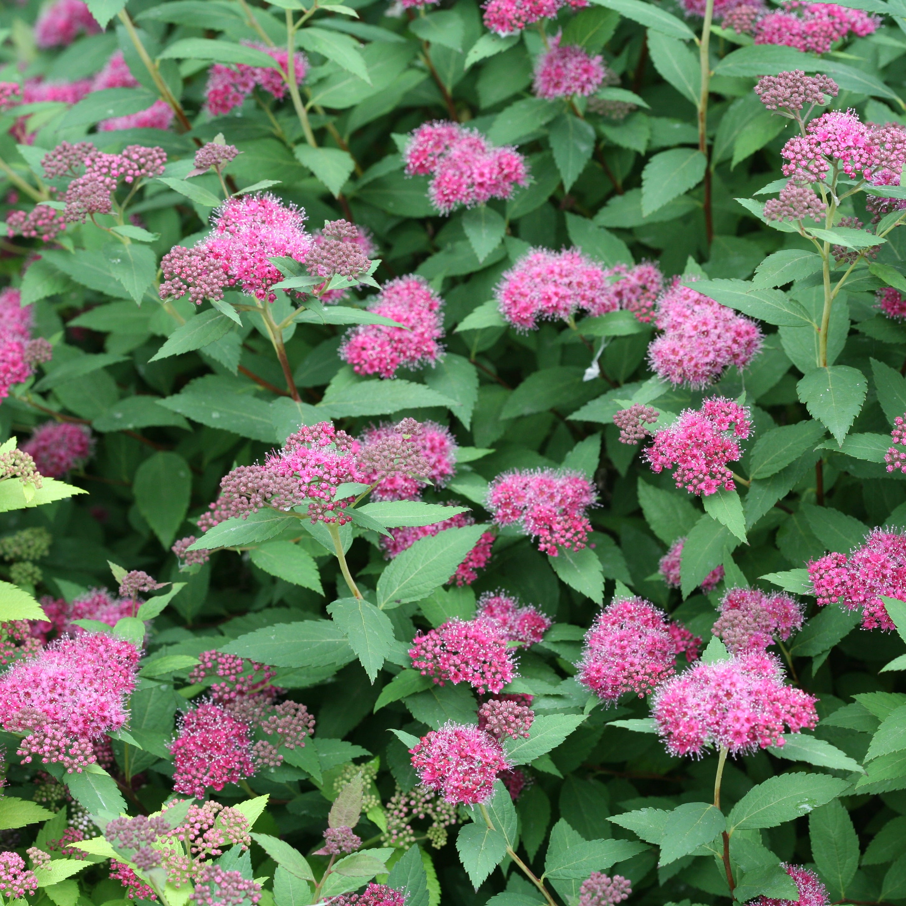 Double Play® Artisan® Spirea for Sale | Compact Pink Flowering Shrub