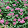A dense cluster of pink flowering plants with green leaves, photographed close up in a garden-like setting.