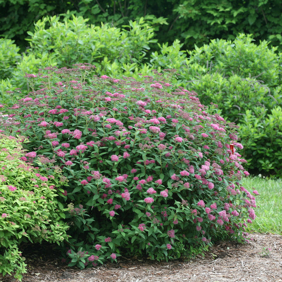 A large flowering shrub with dense clusters of pink blossoms and green foliage, situated in a landscaped garden bed with mulch, grass, and other green plants in the background.