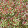 A close-up of a leafy shrub with dense green and red foliage, photographed outdoors with a softly blurred natural background.