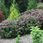 A large flowering shrub covered in dense pink blossoms with green foliage, planted in a garden bed with mulch and other evergreen trees in the background.