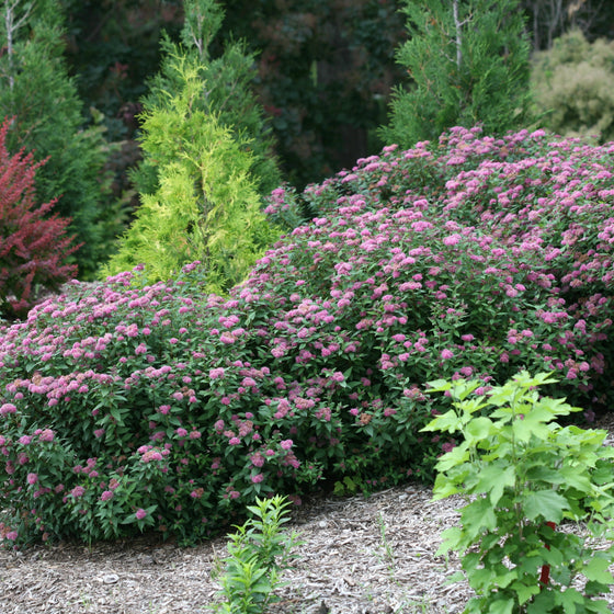 A large flowering shrub covered in dense pink blossoms with green foliage, planted in a garden bed with mulch and other evergreen trees in the background.