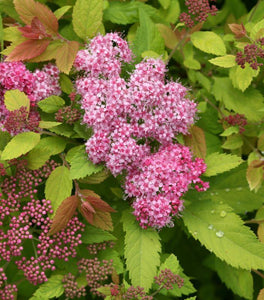 Double Play Big Bang Spirea
