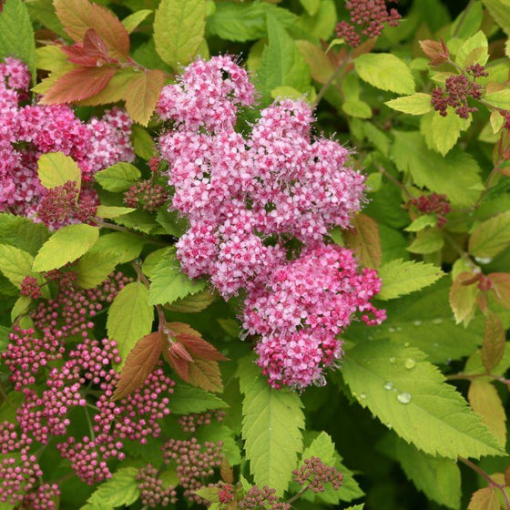 pink flowers and bright green foliage of big bang double play spirea