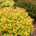 Tracy Flowering Reblooming Double Play Big Bang Spirea Shrubs