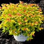 Deer resistant colorful spirea candy corn shrub with red, yellow, and orange foliage in full sun