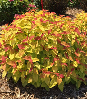 Double Play® Candy Corn® Spirea