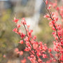 Close-up of delicate pinkish-red flower buds on thin brown branches against a softly blurred outdoor background.