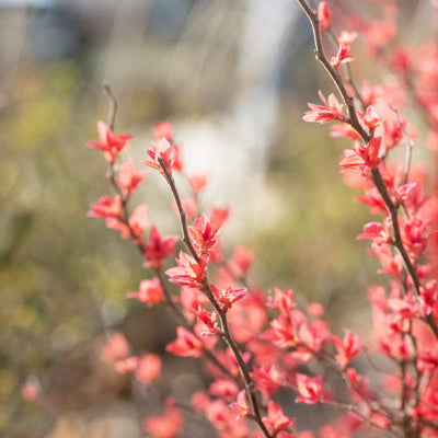 Close-up of delicate pinkish-red flower buds on thin brown branches against a softly blurred outdoor background.
